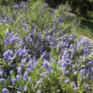 Kolstad Garden (California Lilac)