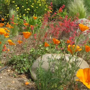 Kolstad Garden, California poppy, Heuchera