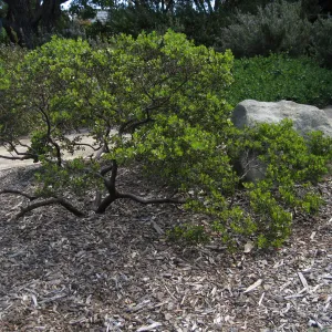 Kolstad Garden, Arctostaphylos cv Howard McMinn