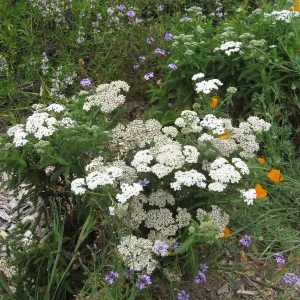 Achillea millefolium