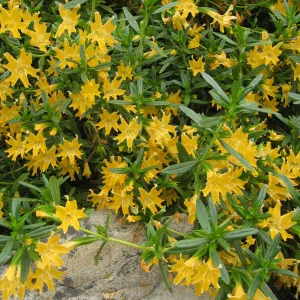 Mimulus bifidus, 99-118, along parking lot bank