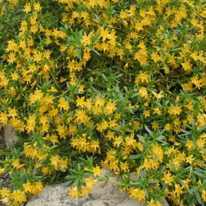 Mimulus bifidus, 99-118, along parking lot bank