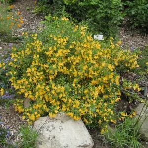 Mimulus bifidus, 99-118, along parking lot bank