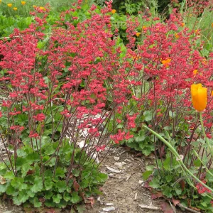 Heuchera cv. Canyon Belle along parking lot bank