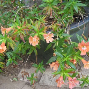 Mimulus cv. Sunset in pot at entrance