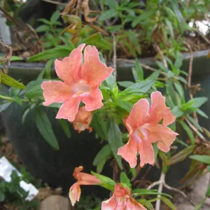 Mimulus cv. Sunset in pot at entrance