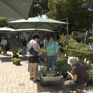 Courtyard, SBBG Fall Plant Sale, 2010