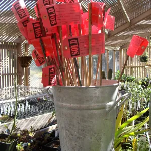 SBBG, Spring Plant Sale 2011, bucket with SOLD tags