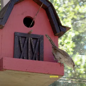 SBBG, Spring Plant Sale 2011, birds nesting in the Garden Growers Nursery bird house