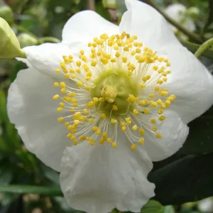 Carpenteria californica flower, Conservation Display Garden, SBBG