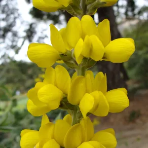 Thermopsis macrophylla flowers, inflorescence, Conservation Display Garden, SBBG