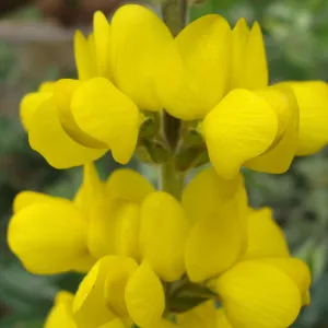 Thermopsis macrophylla flowers, inflorescence, Conservation Display Garden, SBBG