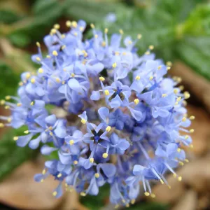 Ceanothus hearstiorum flowers, Conservation Display Garden, SBBG