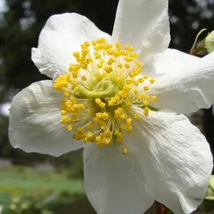 Carpenteria californica flower, Conservation Display Garden, SBBG