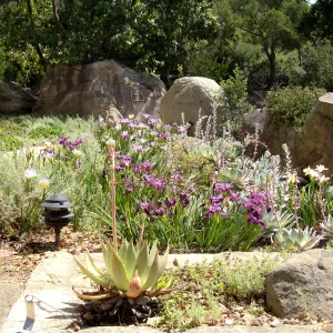 Iris flower display, Home Demonstration Garden, 2011 cv Idylwild, Canyon Velvet and Canyon Snow