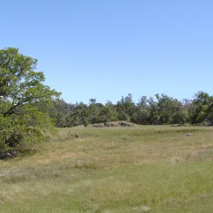 Zigadenus fremontii population, grassy meadow, Figueroa Mountain, 2011
