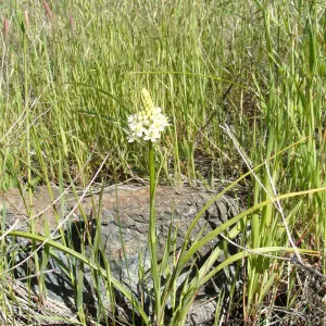 Zigadenus fremontii, grassy meadow, Figueroa Mountain, 2011
