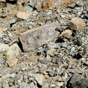 center of photo: Caulanthus amplexicaulis var. barbarae, Santa Barbara jewelflower, serpentine outcrop, Figueroa Mountain, 2011