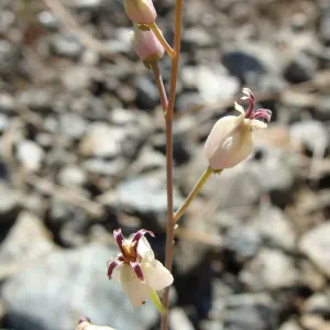 Caulanthus amplexicaulis var. barbarae, Santa Barbara jewelflower, serpentine outcrop, Figueroa Mountain, 2011