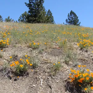 poppies, wildflowers, Figueroa Mountain, 2011