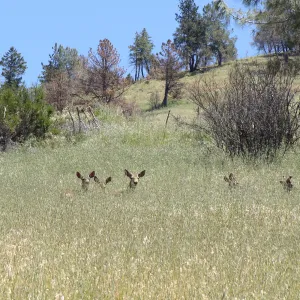 deer, Figueroa Mountain, 2011