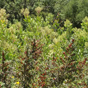 Heteromeles arbutifolia, Toyon with red berries, shrub regrowth after the Jesusita Fire, Porter Trail, SBBG