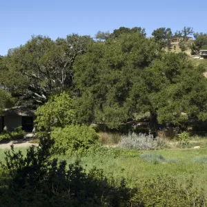 view across the Meadow to the Meadow Oaks and Pond from the parking lot, SBBG, 2 years after the Jesusita Fire