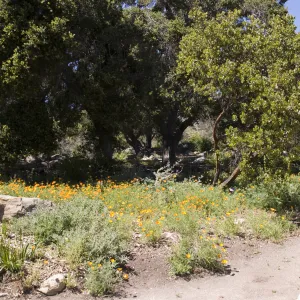 Meadow Oaks, SBBG, 2 years after the Jesusita Fire