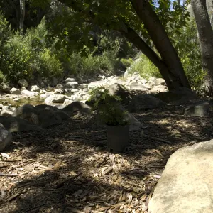 new plants in the Redwood Section along Mission Creek, SBBG, 2 years after the Jesusita Fire