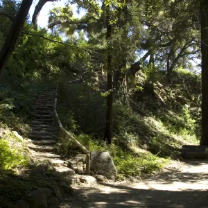 Indian Steps, Redwood Section, SBBG, 2 years after the Jesusita Fire