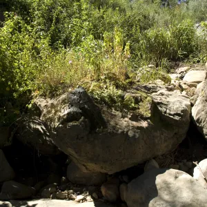 Pritchett Trail, SBBG, 2 years after the Jesusita Fire