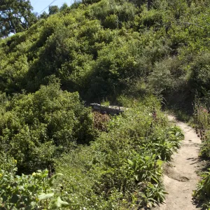 Pritchett Trail, SBBG, 2 years after the Jesusita Fire