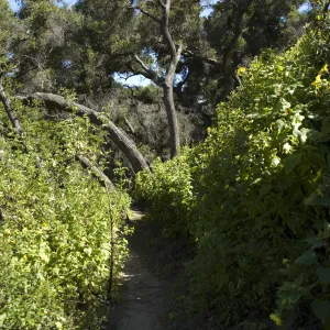 Pritchett Trail, SBBG, 2 years after the Jesusita Fire