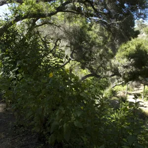Canyon sunflower, Pritchett Trail slope, SBBG, 2 years after the Jesusita Fire