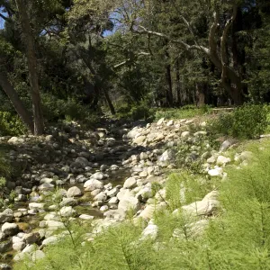 Mission Creek, Mission Canyon, SBBG, 2 years after the Jesusita Fire