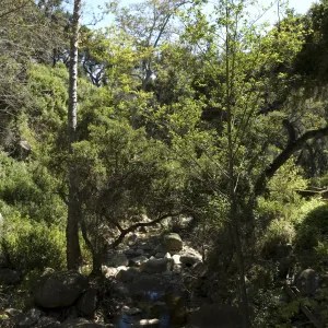 top of Mission Dam, SBBG, 2 years after the Jesusita Fire