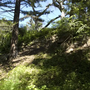 Indian Steps, Redwood Section, SBBG, 2 years after the Jesusita Fire