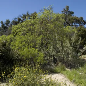 Desert Section, SBBG, 2 years after the Jesusita Fire