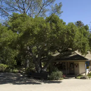 Garden entrance oak, Gift Shop, north wing, SBBG, 2 years after the Jesusita Fire