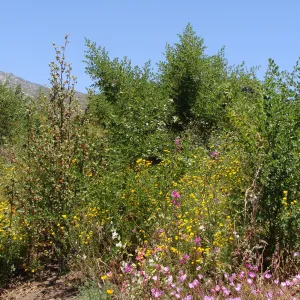 Porter Trail slope, Cypress Section, SBBG, 2 years after the Jesusita Fire