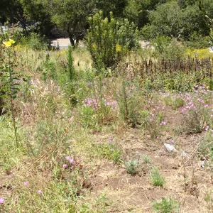 Porter Trail slope, Cypress Section, SBBG, 2 years after the Jesusita Fire