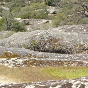 Eriogonum butterworthianum and Pentachaeta exilis subsp. aeolica habitat, Santa Lucia Mountains, SBBG Research and Conservation Department fieldtrip, Fort Hunter Liggett