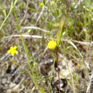 Pentachaeta exilis subsp. aeolica colony, Santa Lucia Mountains, SBBG Research and Conservation staff field trip, Fort Hunter Liggett