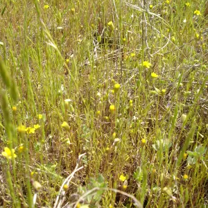 Pentachaeta exilis subsp. aeolica colony, Santa Lucia Mountains, SBBG Research and Conservation staff field trip, Fort Hunter Liggett