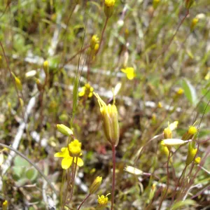 Pentachaeta exilis subsp. aeolica colony, Santa Lucia Mountains, SBBG Research and Conservation staff field trip, Fort Hunter Liggett