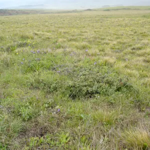 coastal bluff, SBBG Research and Conservation Department fieldtrip, California coast, north of Piedras Blancas
