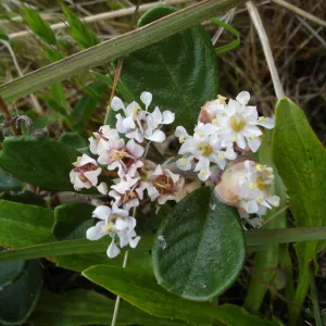 Ceanothus maritimus, coastal bluff, SBBG Research and Conservation Department fieldtrip, California coast, north of Piedras Blancas