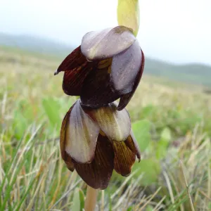 chocollate lily, SBBG Research and Conservation Department fieldtrip, California coast, north of Piedras Blancas