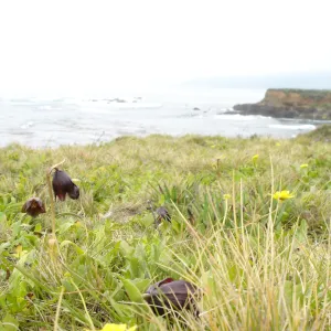 coastal bluff, chocollate lily and yellow Brodiaea, SBBG Research and Conservation Department fieldtrip, California coast, north of Piedras Blancas