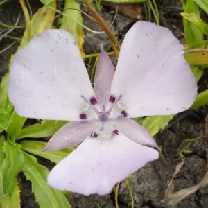 Calochortus flower, SBBG Research and Conservation Department fieldtrip, California coast, north of Piedras Blancas